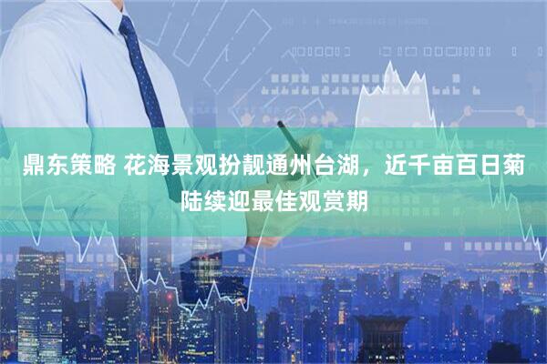 鼎东策略 花海景观扮靓通州台湖，近千亩百日菊陆续迎最佳观赏期